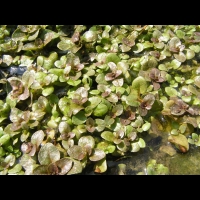 Hydrocotyle Dissecta (fam. Apiacees) (Nouvelle-Zelande) (2)